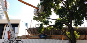 Poda de Árvore na Enseada do Suá