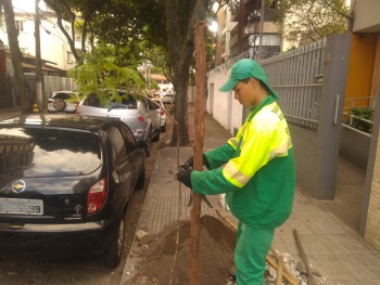 Praia do Canto recebe 11 novas árvores