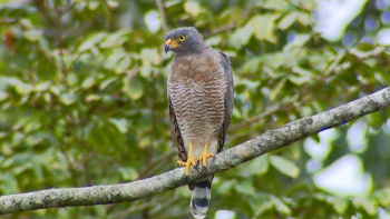 Gavião Carijó