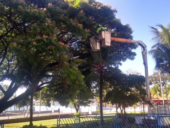 Poda de Árvore na Praia do Canto