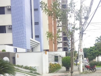 Plantio de árvores na Mata da Praia