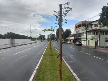 Plantio de mudas na Adalberto Simão Nader