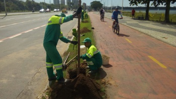 Plantio de árvores em Camburi