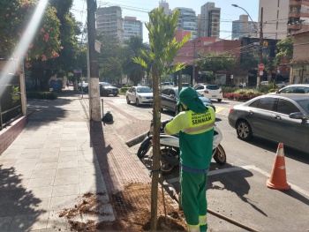 Plantio de árvore na Praia do Canto