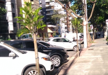 Plantio de árvore na Praia do Canto