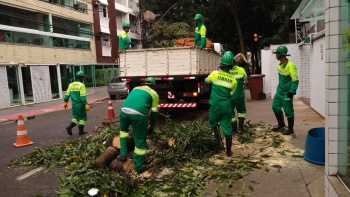 Retirada de árvores em risco de queda