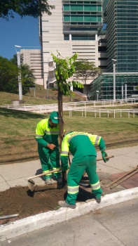 Plantio de árvore na Reta da Penha