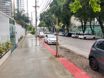 Plantio de árvore em Barro Vermelho