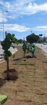 Plantio de árvores em Camburi