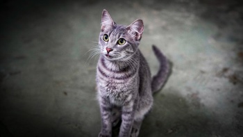 Gatos do CVSA