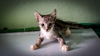Gatos do CVSA