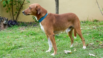 Cachorros do CVSA