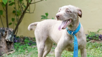Cachorros do CVSA