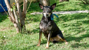 Cachorros do CVSA