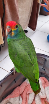 Papagaio