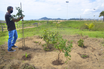 Plantio de árvores na restinga na Praia de Camburi