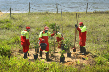 Plantio de árvores na restinga na Praia de Camburi