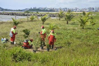 Plantio de árvores na restinga na Praia de Camburi