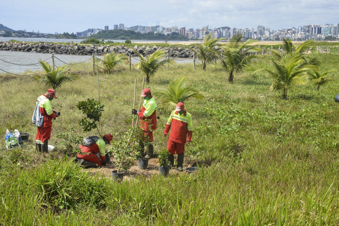 Plantio de árvores na restinga na Praia de Camburi
