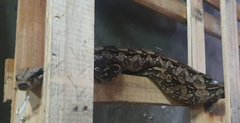 Jiboia resgatada