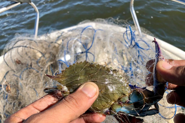 É proibida a pesca utilizando qualquer tipo de rede, como de emalhe, de espera, de cerco ou arrasto