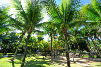 Parque Municipal da Fazendinha - Centro Ecológico Projeto Caiman