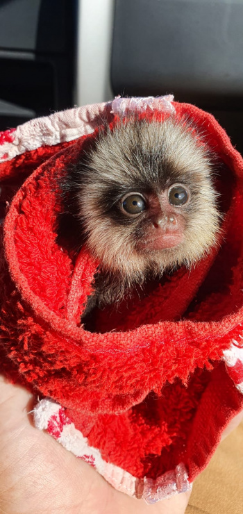 Sagui resgatado