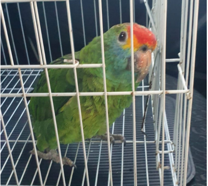 Papagaio resgatado em Jardim da Penha