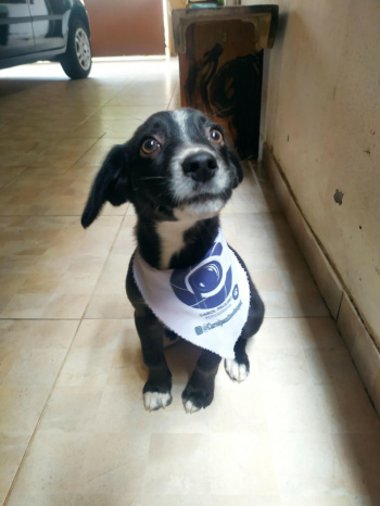 Cão para adoção