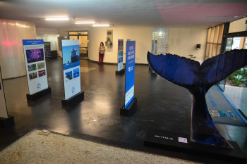 Exposição Baleia Jubarte