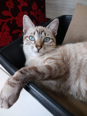 Gato disponível para adoção