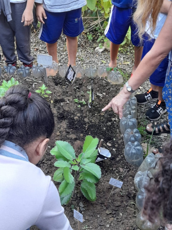 Educação nutricional: estudantes plantam hortaliças em projeto de escola