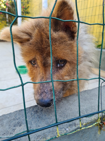 Prefeitura fecha estabelecimento clandestino e resgata 16 animais