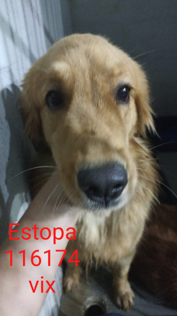 animais resgatados em Camburi
