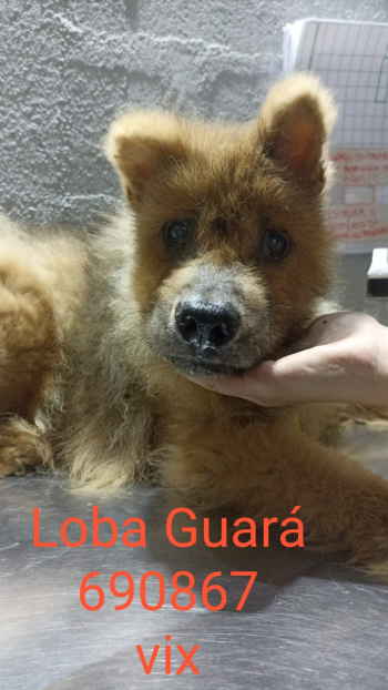animais resgatados em Camburi