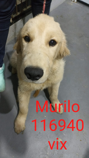 animais resgatados em Camburi