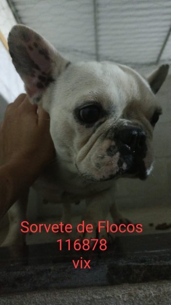 animais resgatados em Camburi