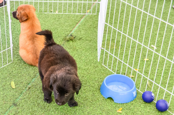 1º Evento SOS Pet Center de Adoção nos bairros de Vitória