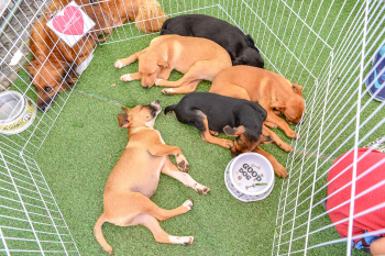 1&ordm; Evento SOS Pet Center de Ado&ccedil;&atilde;o nos bairros de Vit&oacute;ria