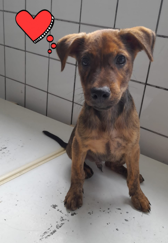 Bradock, 90 dias, vacinado e vermifugado.