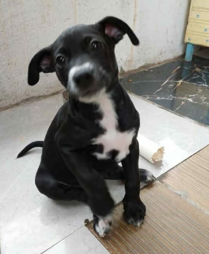 Fox, 4 meses.