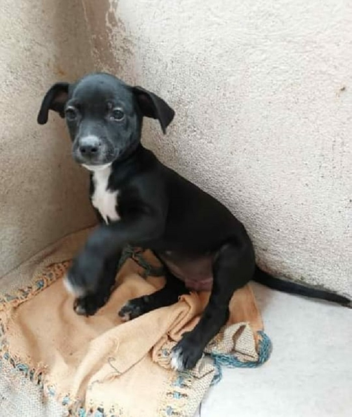 Ter, 4 meses.