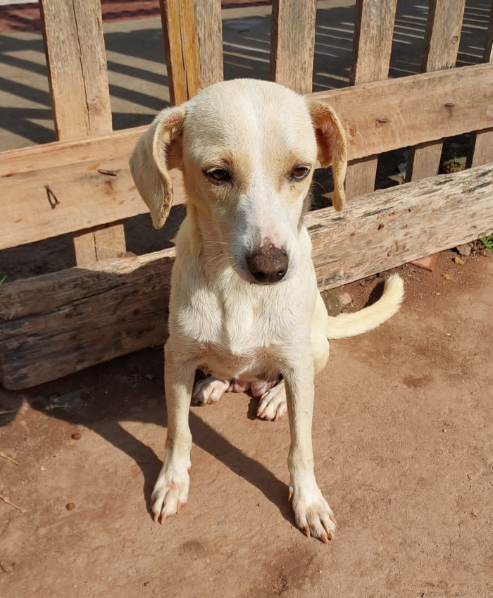 Cãozinho para adoção