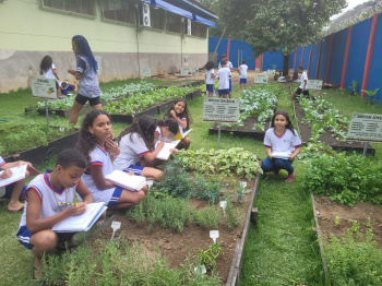 Horta escolar da Emef Rita de Cássia Oliveira