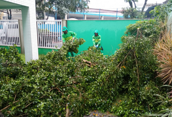 Retirada de árvore caída em Vitória