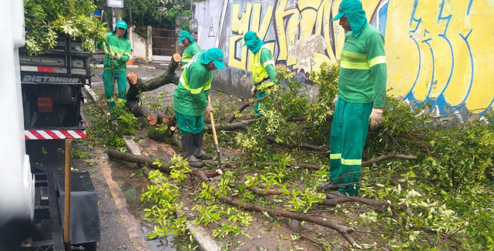 Retirada de árvore caída em Vitória