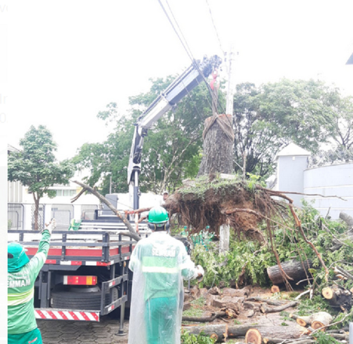 Retirada de árvore caída em Vitória