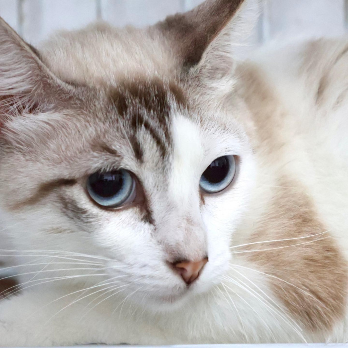Domingo tem evento de adoção de animais