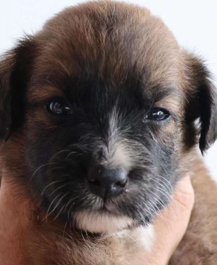 Domingo tem evento de adoção de animais