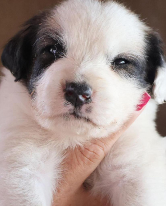 Domingo tem evento de adoção de animais